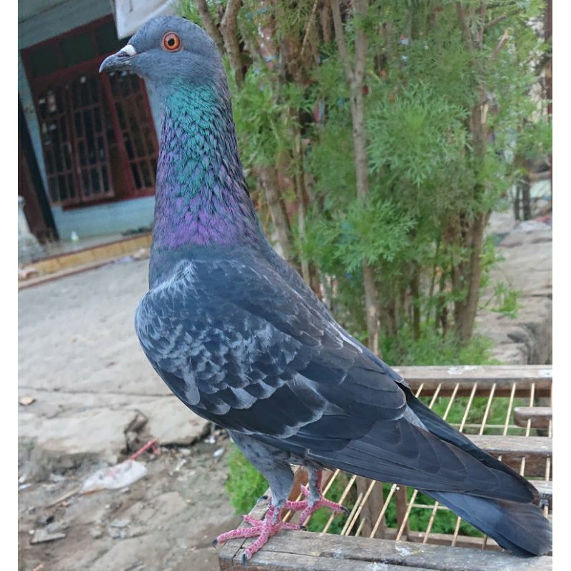 merpati kolong jantan bahan trah lawas