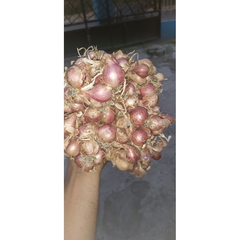 

Brambang Super ikat per 2kg