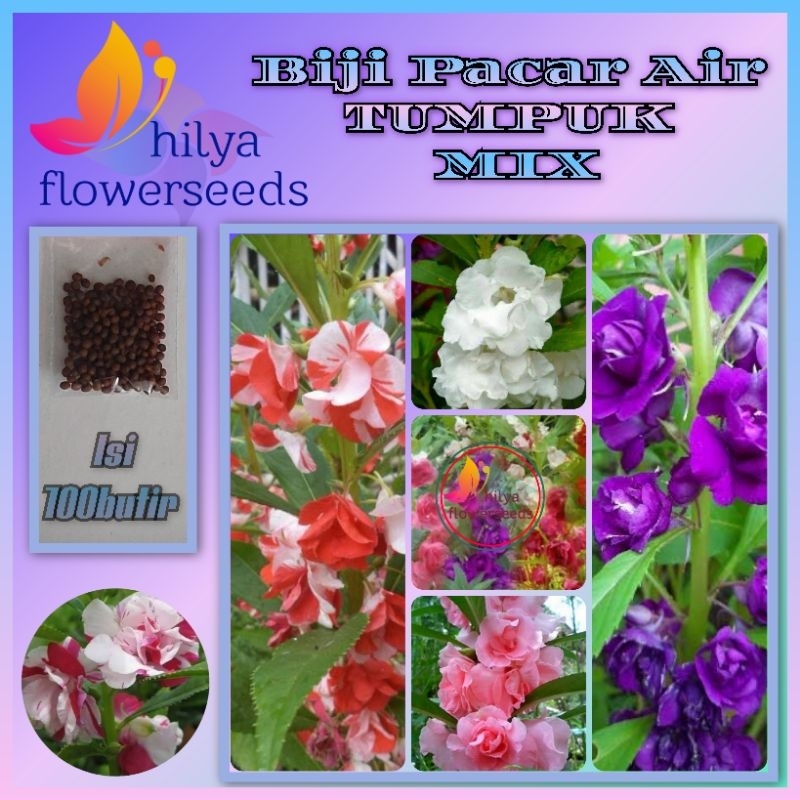Biji Pacar Air TUMPUK (mix)