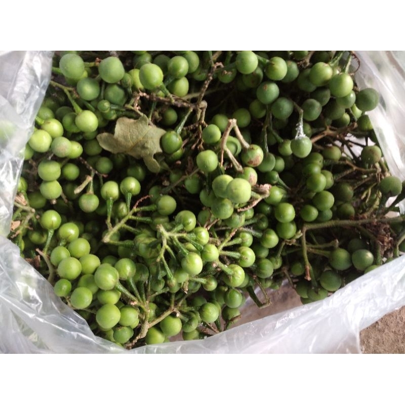 

SAYUR BIJI POKAK / TAKOKAK / TEKOKAK / TERUNG PIPIT segar
