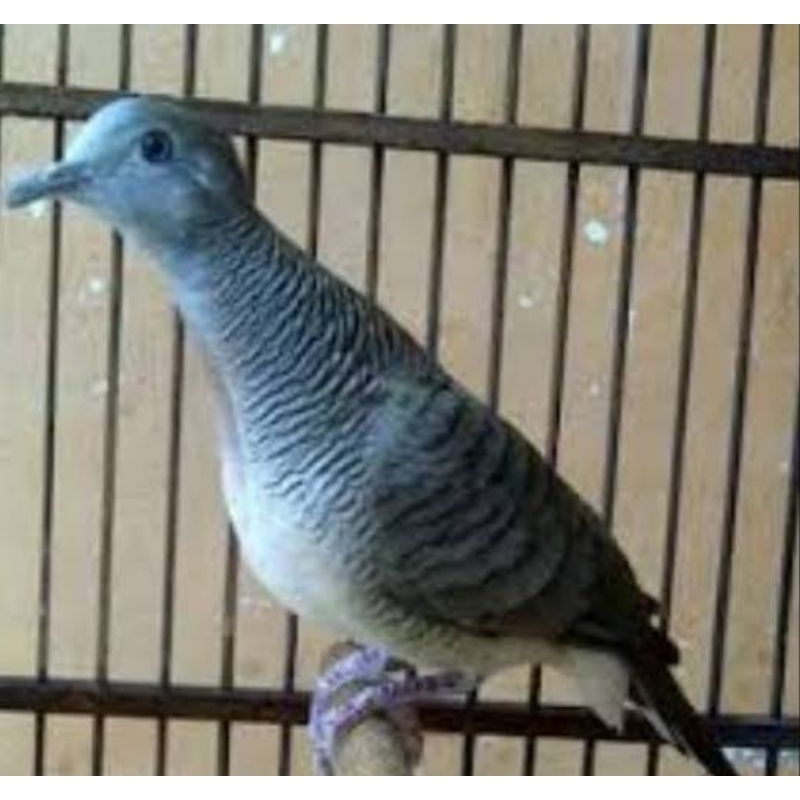 BURUNG PERKUTUT BANGKOK JAWA JANTAN MULUS