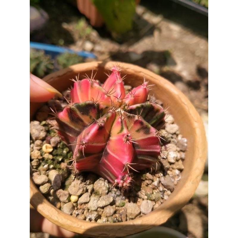 Kaktus gymno miha varigata big size cantik