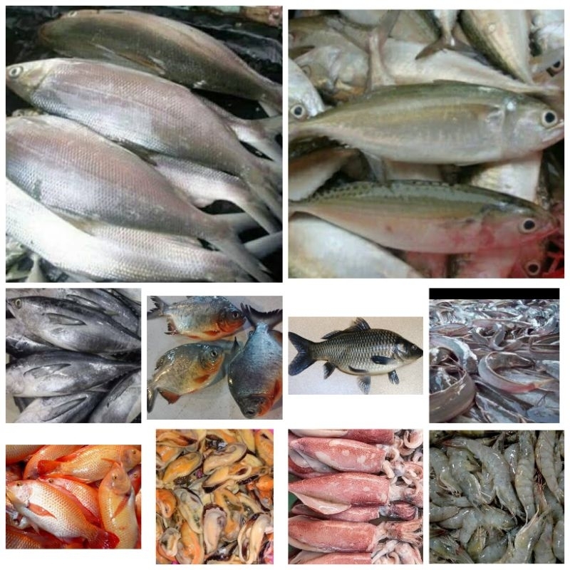 

Ikan laut dan air tawar 500g (live)