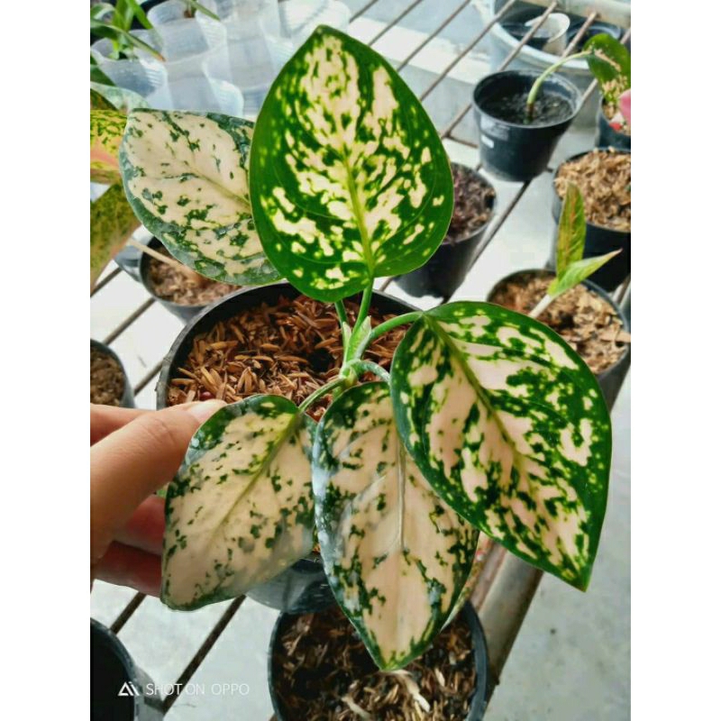 rubby orane/rubby pink aglonema