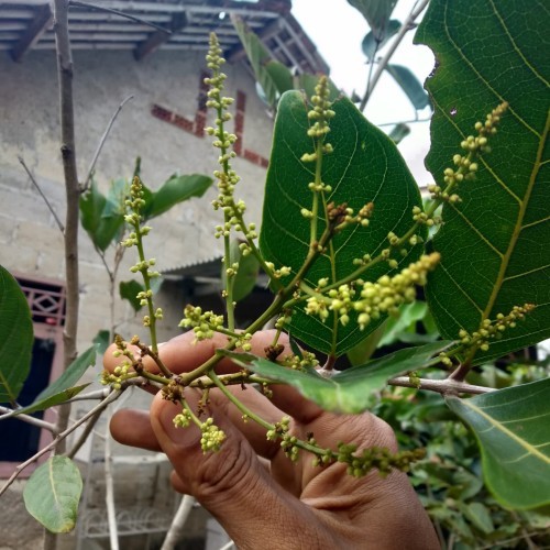 BIBIT RAMBUTAN BINJAI SUDAH BERBUNGA