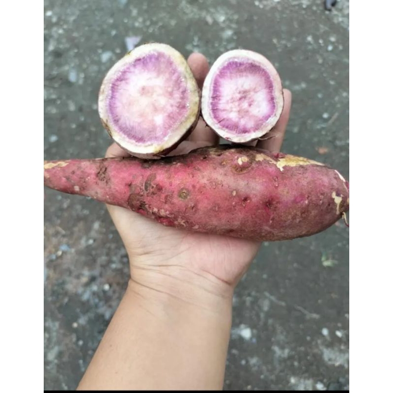 

Ubi ungu 1kg