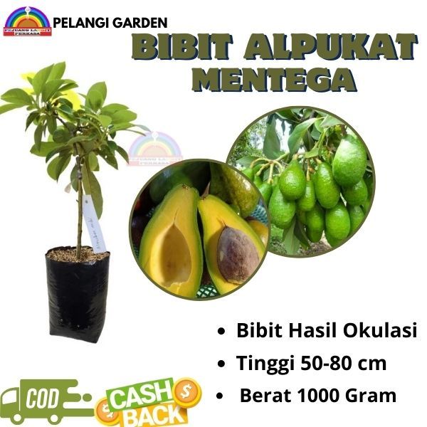Bibit Alpukat  Mentega, Bibit Alpukat  Mentega Super Manis, Bibit Alpukat Berbuah
