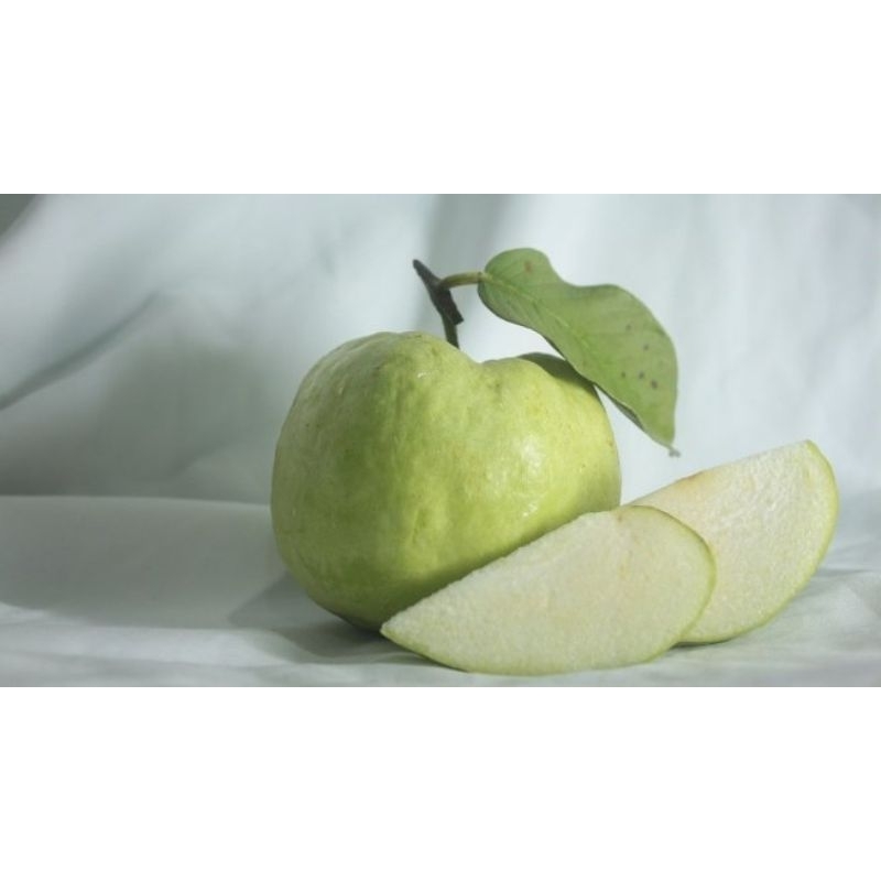 BIBIT JAMBU KRISTAL SIUMIK PALA  THAILAND BERBUAH