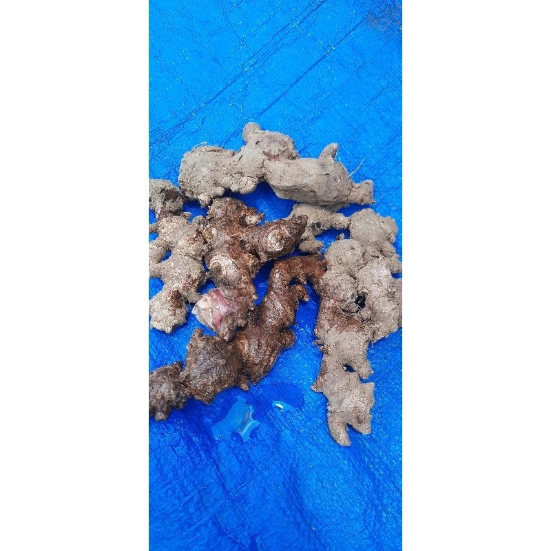 

Jahe Merah / Red Ginger asli 10kg