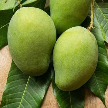 

Pencit / Mangga Muda 1 KG