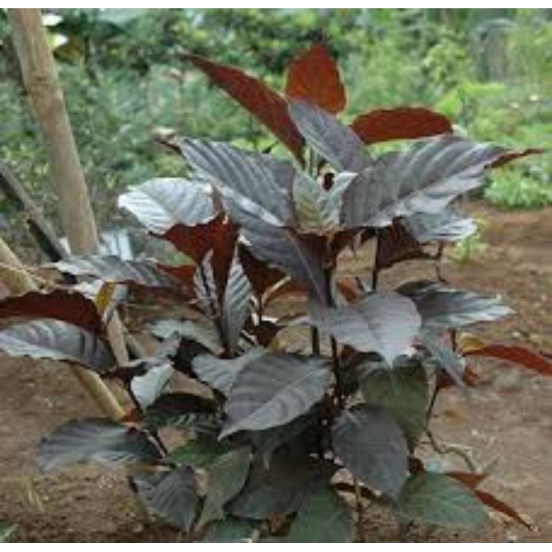 daun ungu/handeuleum tanaman herbal