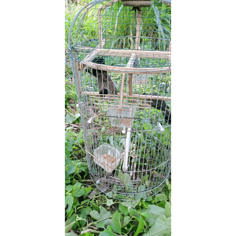 Kandang Jebakan Burung