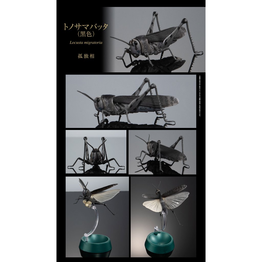 Grasshopper Black Belalang Ikimono Advance Tonosama Batta Locusta Migratoria Bandai Gashapon Gacha C