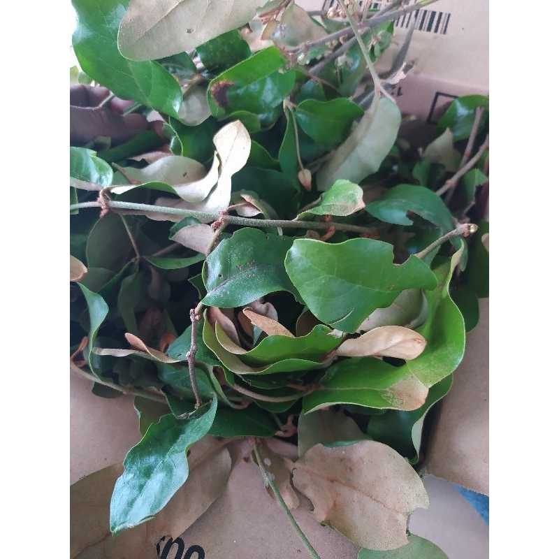 

paket benalu jeruk SEGAR (500GRAM)