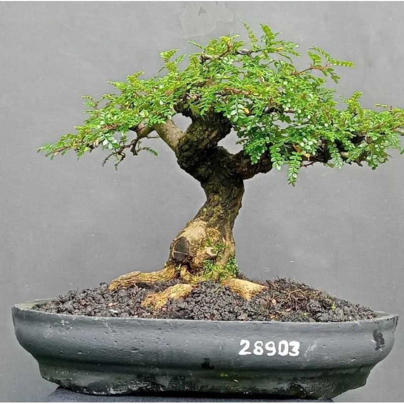 tanaman bonsai lada lada siyap pajang
