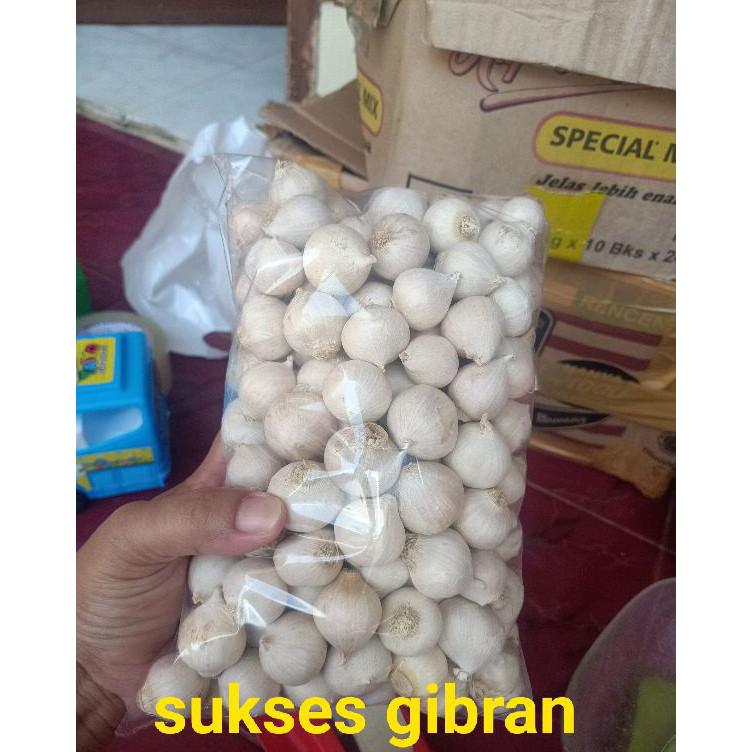 

➳➵✻ Bawang putih tunggal atau lanang 250 gram