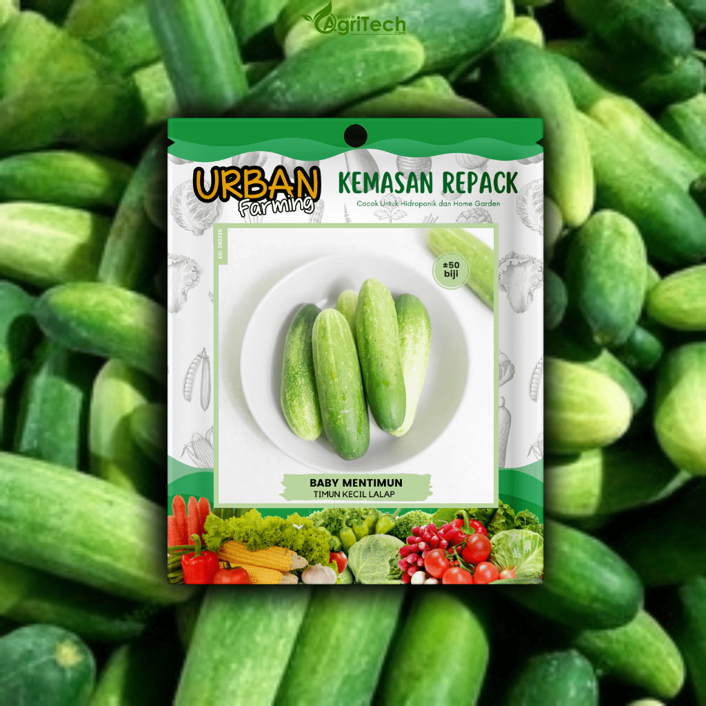 BENIH BIBIT TIMUN MINI BABY LALAP ISI 50 BIJI TIMUN KECIL UNGGUL BENIH