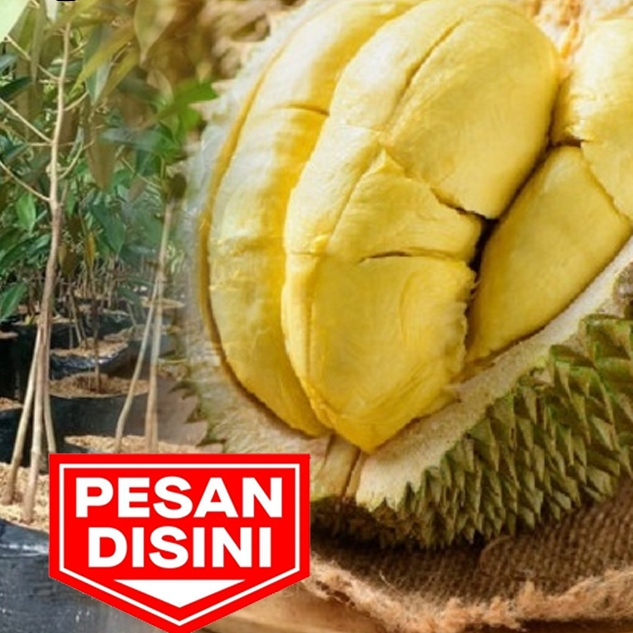 Bibit Durian Montong kaki 3 cepat berbuah |  Pusat Pembibitan Durian unggul pohon duren okulasi
