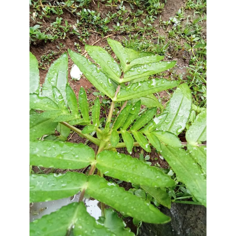 

jual daun cocor bebek /buntiris 100grm