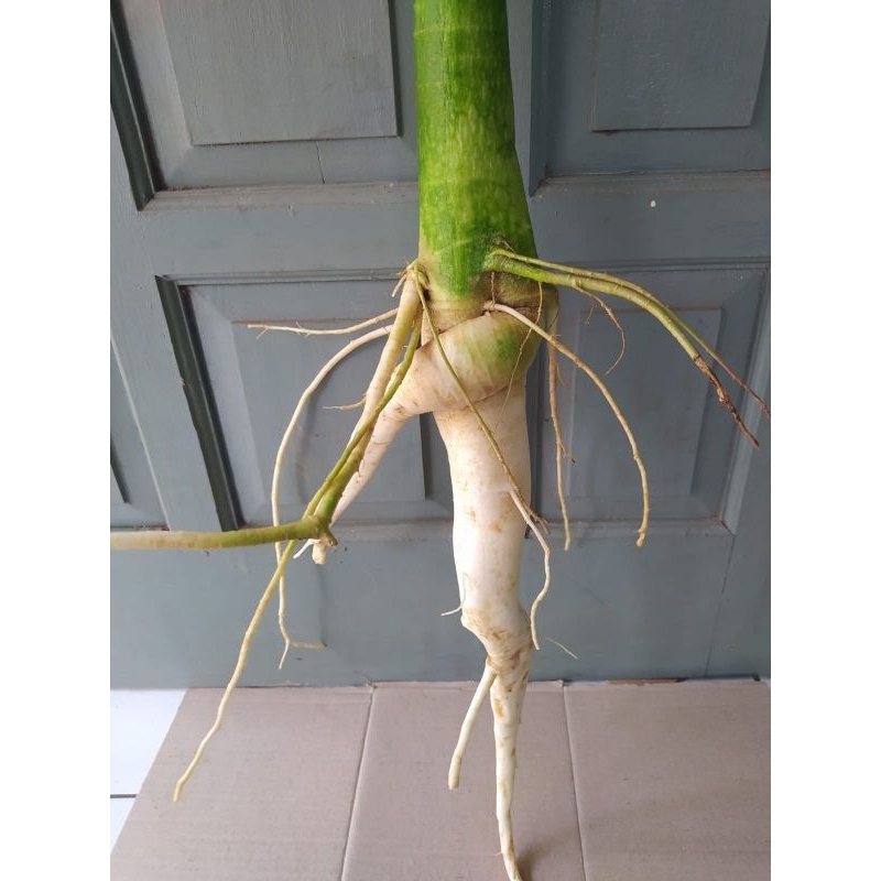 

akar pepaya jantan segar paket 500/1kg