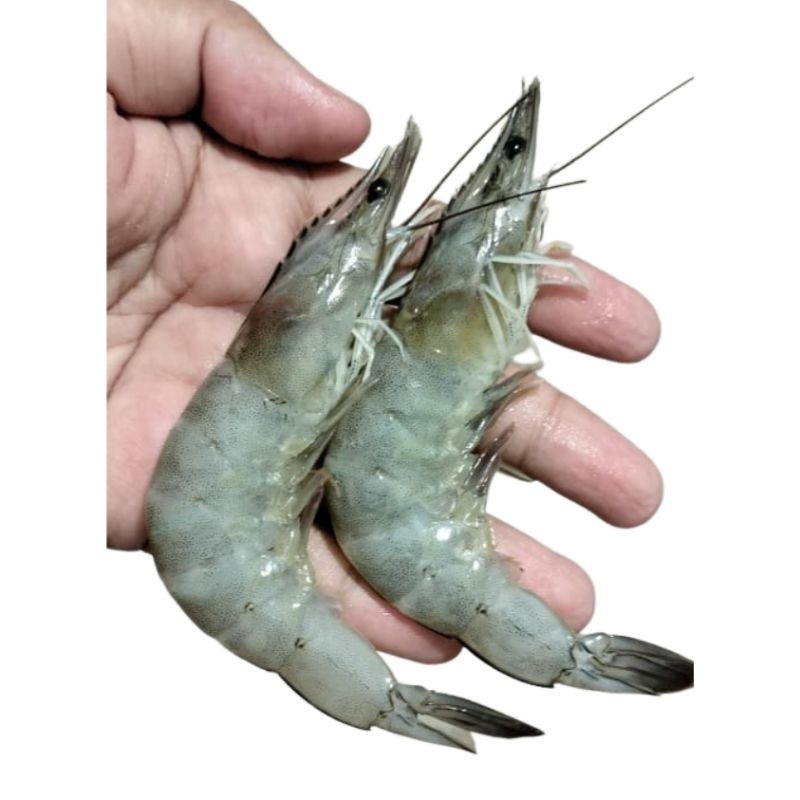 

Udang Vaname Size 40