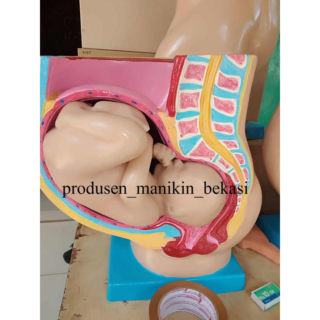 MANIKIN MODEL PELVIS RAHIM USIA KANDUNGAN 9 BULAN/PANGGUL IBU HAMIL/PHANTOM IBU HAMIL