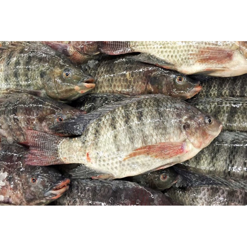 

Ikan Mujaer 1kg