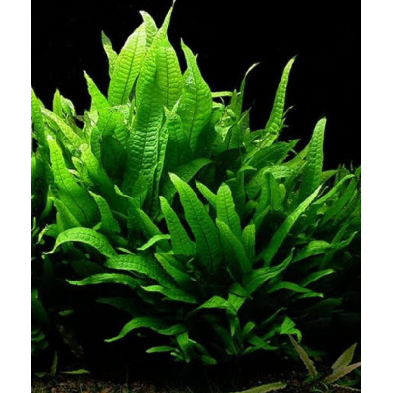 java Fern kadaka mini aquascape low c02
