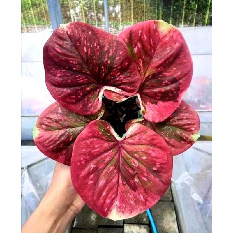 Keladi Black Mamba Tanaman Hias Keladi Hias Blackmamba Caladium Hias Blackmamba Murah Merah Tanaman 