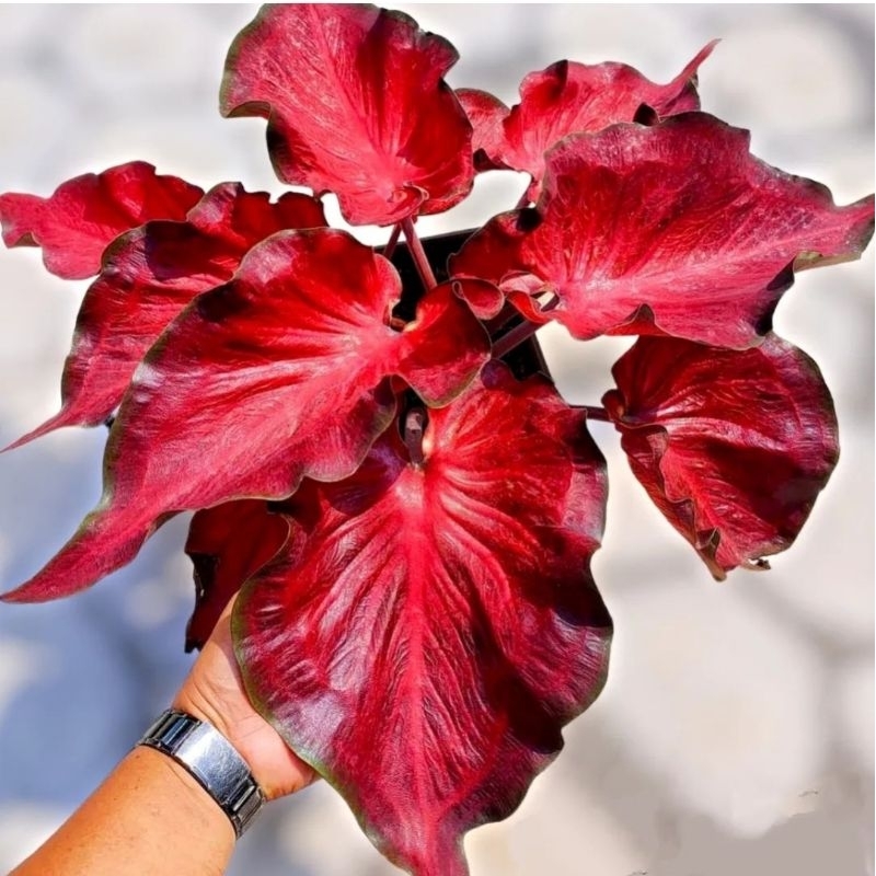 Keladi Hias Anggur Merah Tanaman Hias Keladi Anggur Merah Murah Tanaman Hias Hidup Bunga Hidup