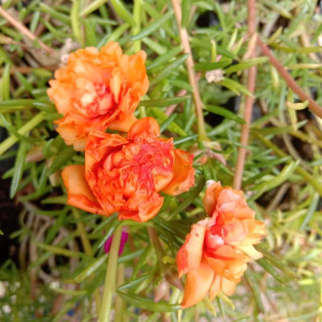 KROKOT MAWAR ORANGE / bunga mossrose / potulaca / Sutra Bombay pukul sembilan 9 pagi