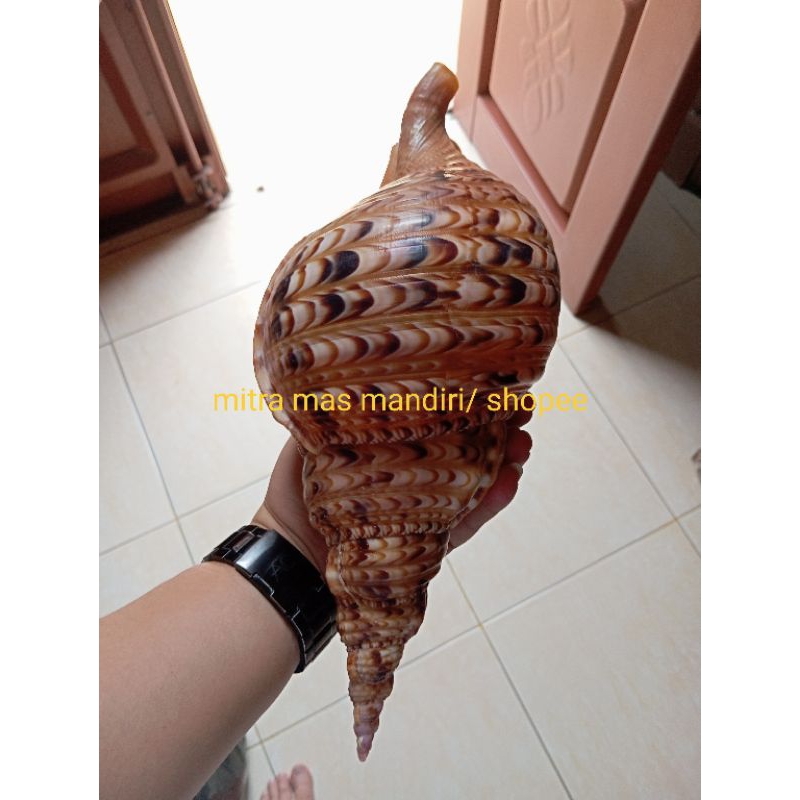 Cangkang keong triton raksasa untuk hiasan akuarium
