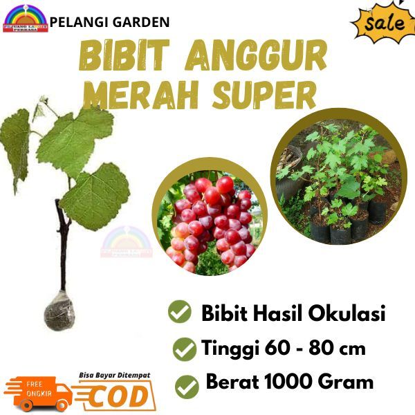 Bibit Anggur Merah Super, Pohon Anggur Merah Cepat Berbuah, Bibit Manis Anggur Merah