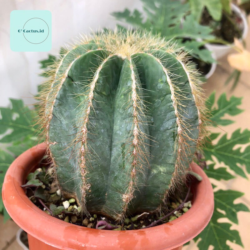 Notocactus magnificus kaktus tanaman jumbo hias hidup gurun noto cactus