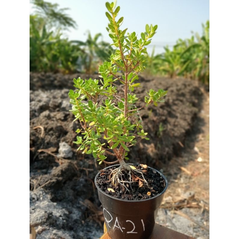 QA-21, BIBIT SANTIGI MAWAR SEMAI BIJI