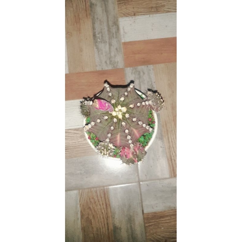 Kaktus Gymno Blackpink (Cluster)
