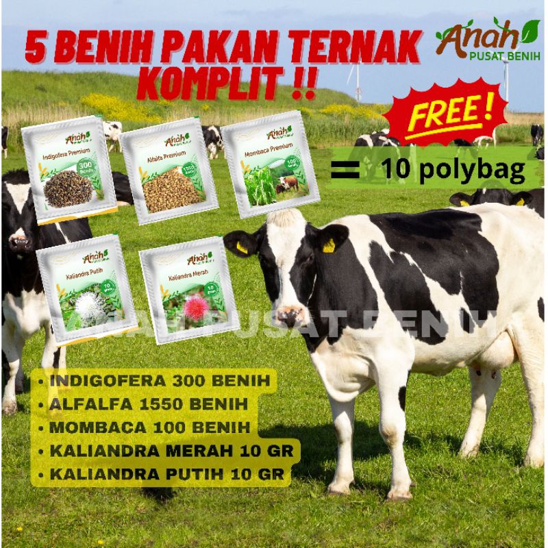 5 Paket komplit pakan ternak premium / Indigofera / Alfalfa / mombaca / Kaliandra merah / Kaliandra 