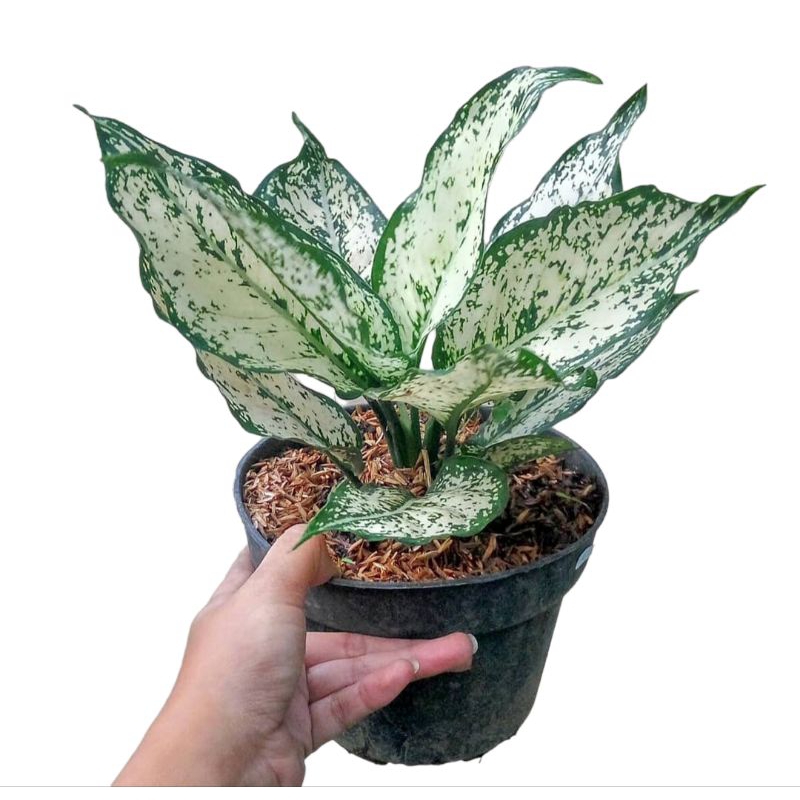 Aglaonema snow white