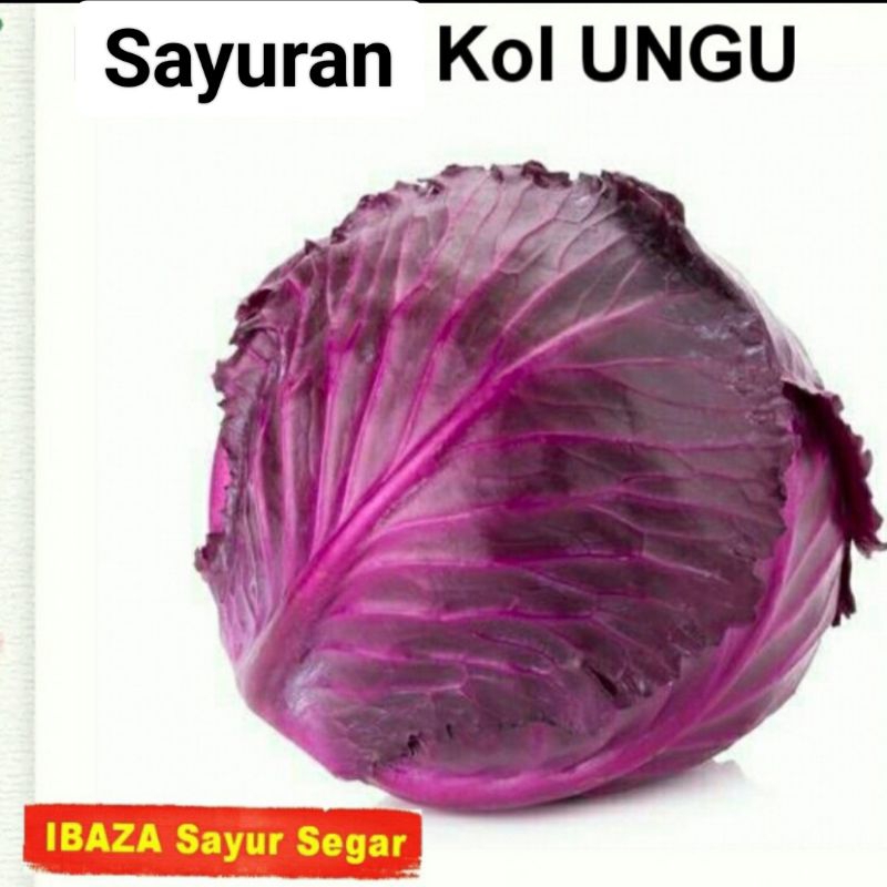 

Sayur Kol Ungu Sayuran Segar IBAZA fruitsBOX