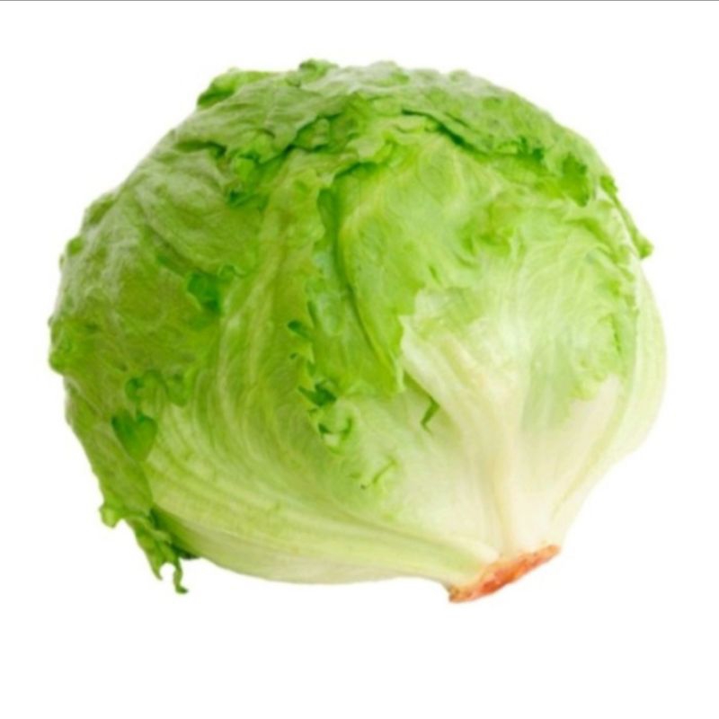 

Sayur Selada Bokor/ Lettuce Sayuran Segar IBAZA fruitsBOX