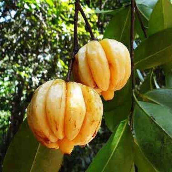 Bibit Benih Buah Asam Kandis Gelugur (1 Butir)