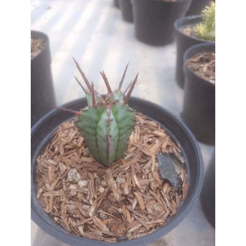 euphorbia horrida mini