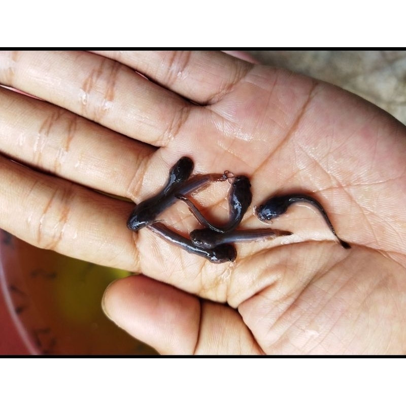 isi 100 bibit lele Sangkuriang