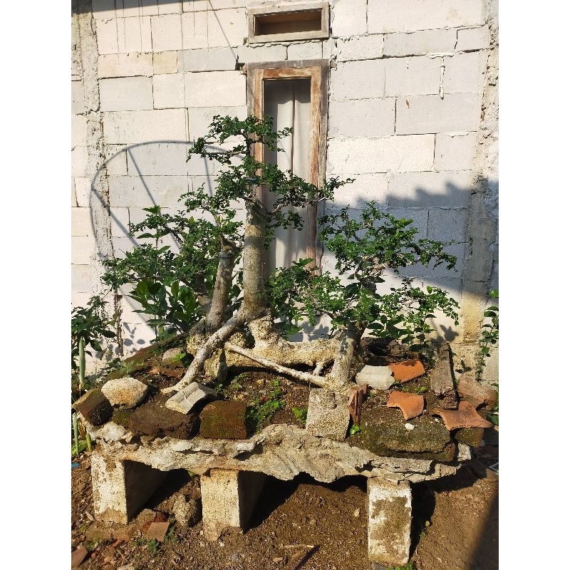 bahan bonsai serut raaf jumbo siap pajang