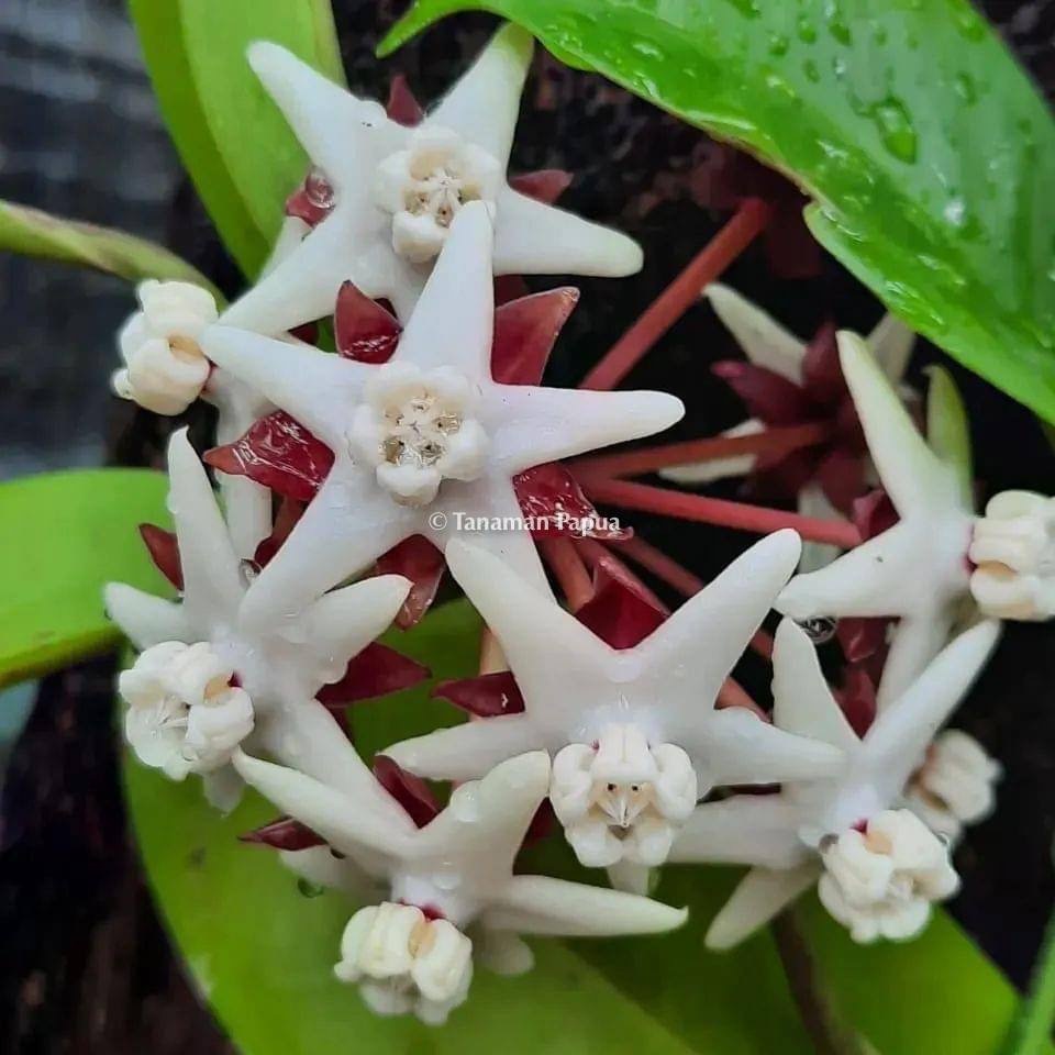 Tanaman Hias Hoya Albiflora Spesies Papua
