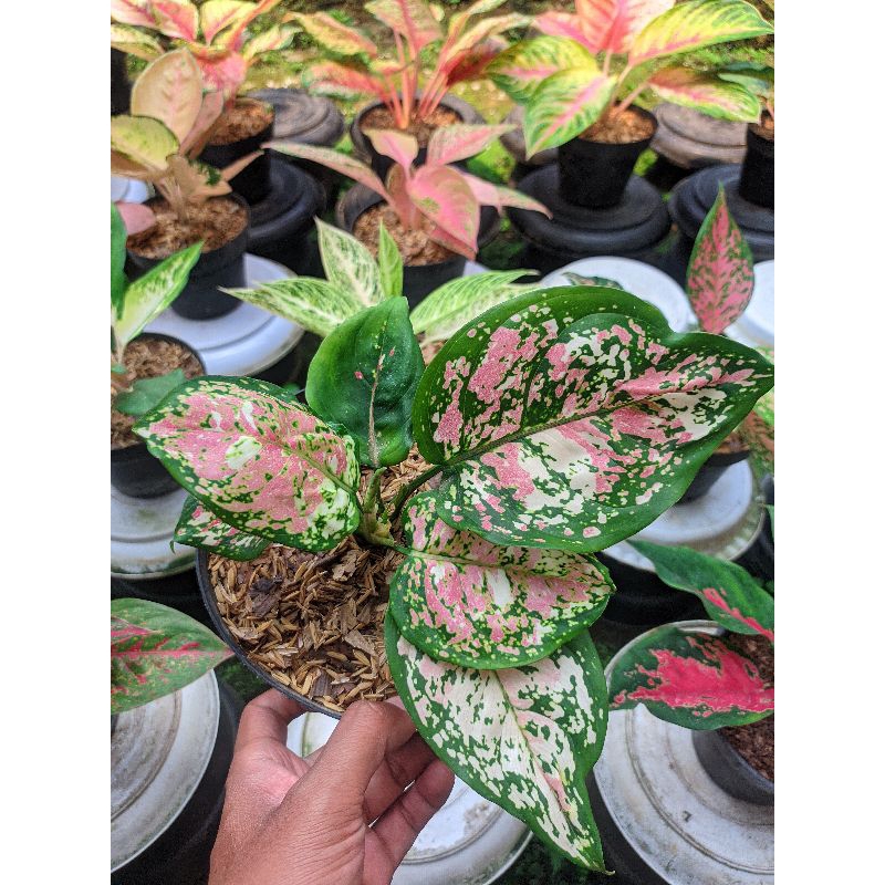 Aglaonema treecolor / aglaonema treecolor