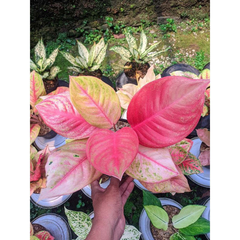 Aglaonema Red exotic