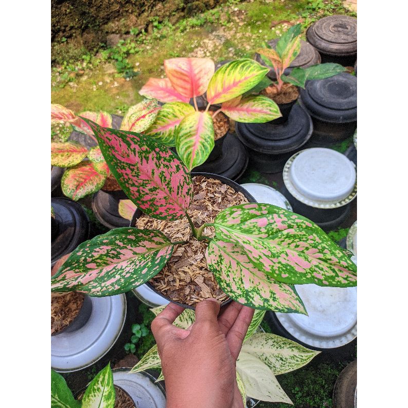 Aglaonema Ruby Dinamit