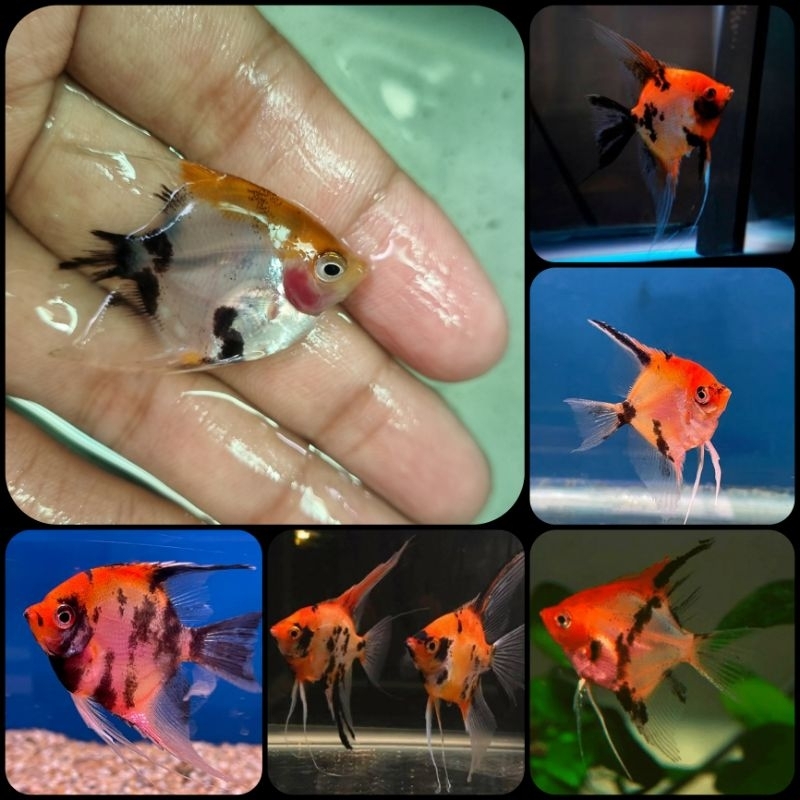 ikan manfish red devil untuk aquarium dan aquascape