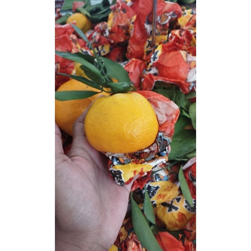 

Jeruk dekopon super jumbo rrc fresh | 1 kg